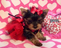 teacup yorkie puppy for sale