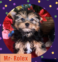 yorkie male puppy for sale houston